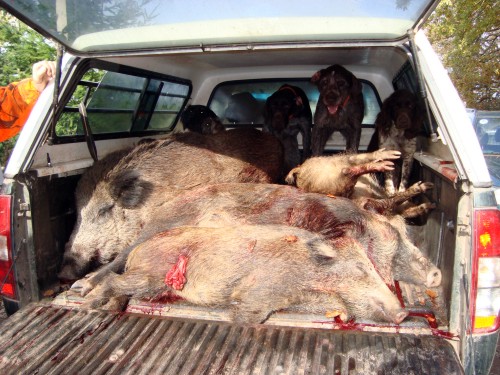 Dr&uuml;ckjagd Limbach 2008