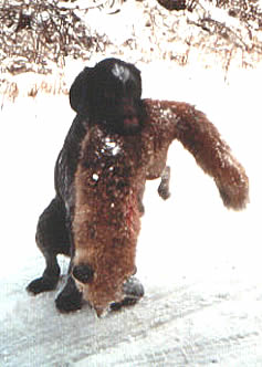 Uta vom Breitenthal mit Fuchs