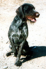 Whisky vom Breitenthal