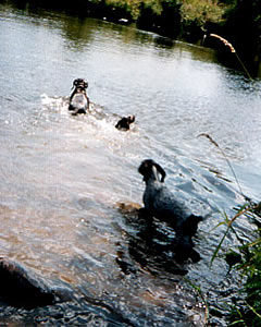 Nina mit Welpen