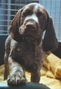 Artus II vom Breitenthal